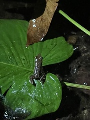 Lithobates warszewitschii