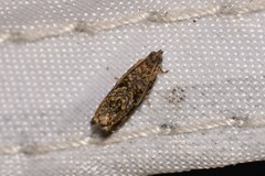 Metrioglypha phyllodes