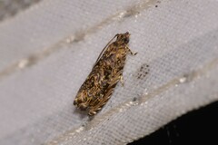 Metrioglypha phyllodes