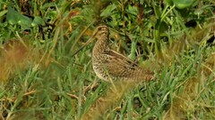 Gallinago paraguaiae
