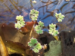 Azolla filiculoides
