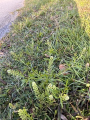 Lepidium densiflorum