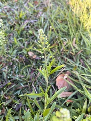 Lepidium densiflorum