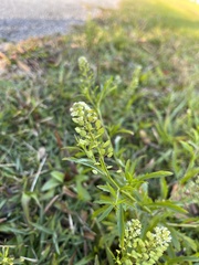 Lepidium densiflorum