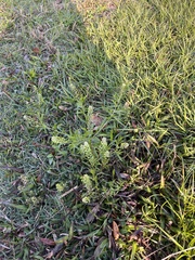 Lepidium densiflorum