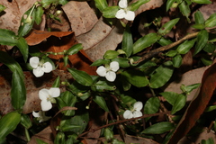 Aneilema biflorum