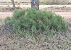 Ephedra major major