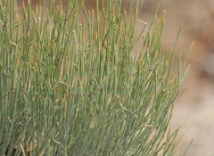 Ephedra major major