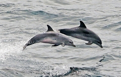 Stenella frontalis
