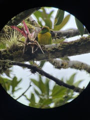 Chlorophonia callophrys