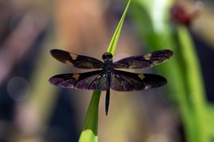Rhyothemis princeps