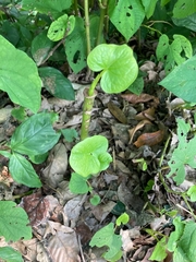 Piper umbellatum