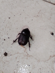 Diloboderus abderus