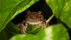 Litoria peronii
