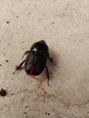 Diloboderus abderus