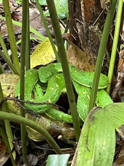 Bothriechis lateralis