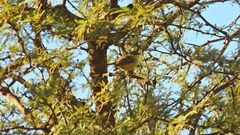 Stigmatura budytoides