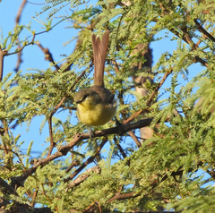 Stigmatura budytoides