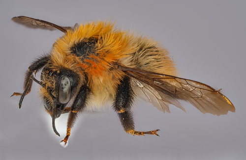 Moss Carder bee