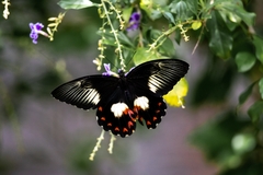 Papilio ambrax