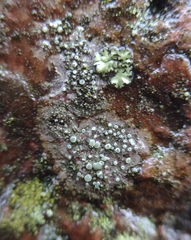 Lecanora