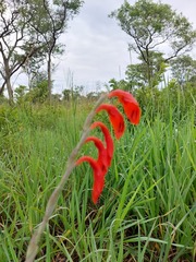 Gladiolus magnificus image