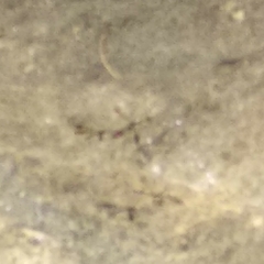 Heliocypha bisignata