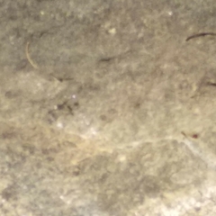 Heliocypha bisignata