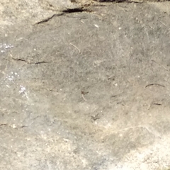 Heliocypha bisignata