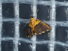 Agrotera basinotata