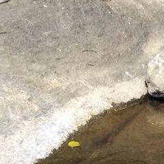 Heliocypha bisignata