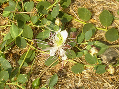 Capparis sicula