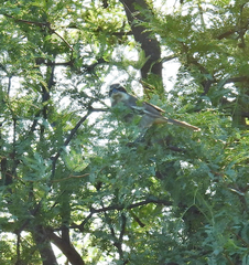 Microspingus torquatus