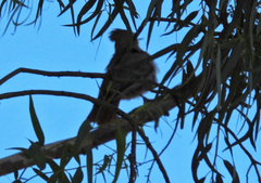 Pseudoseisura lophotes