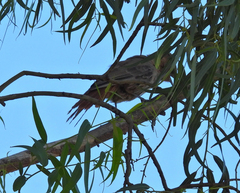 Pseudoseisura lophotes