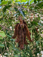 Mucuna