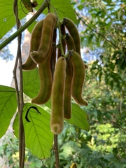 Mucuna