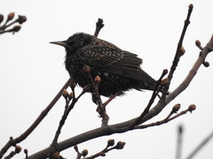 Sturnus vulgaris