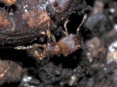 Pheidole bilimeki
