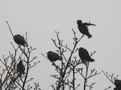 Sturnus vulgaris