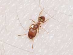 Pheidole bilimeki