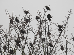 Sturnus vulgaris