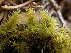 Racomitrium canescens