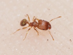 Pheidole bilimeki
