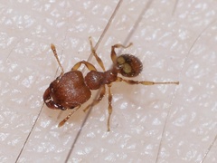 Pheidole bilimeki