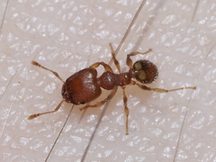 Pheidole bilimeki