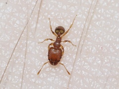 Pheidole bilimeki