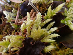 Brachythecium glareosum