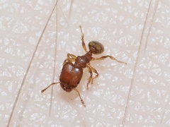 Pheidole bilimeki