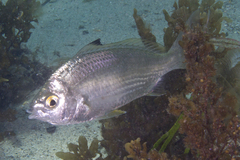 Gerres subfasciatus
